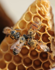 Cire d'abeille, ce trésor de la ruche trop peu connu